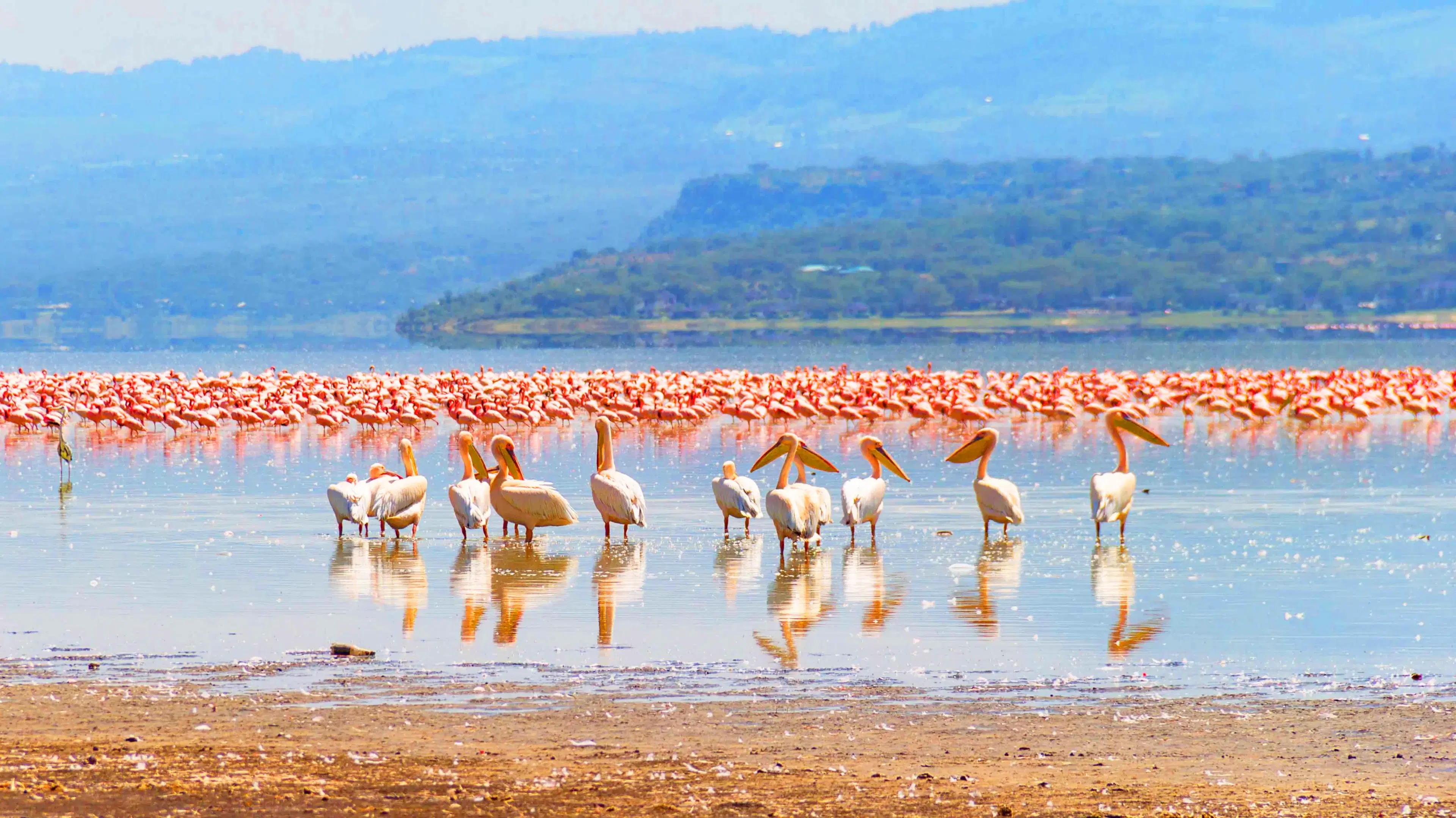 1 Day Lake Elementaita Safari from Nairobi, Flamingos, Boat Ride and Soysambu Conservancy