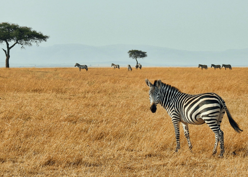 How to Plan a Kenya Safari from the USA in 2026: Step-by-Step Guide